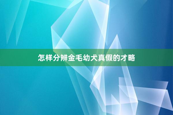 怎样分辨金毛幼犬真假的才略